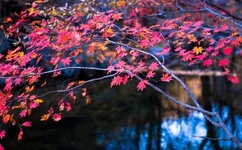 cf回归活动邀请技巧